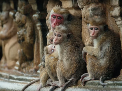 Monkey Kingdom/ From Disneynature